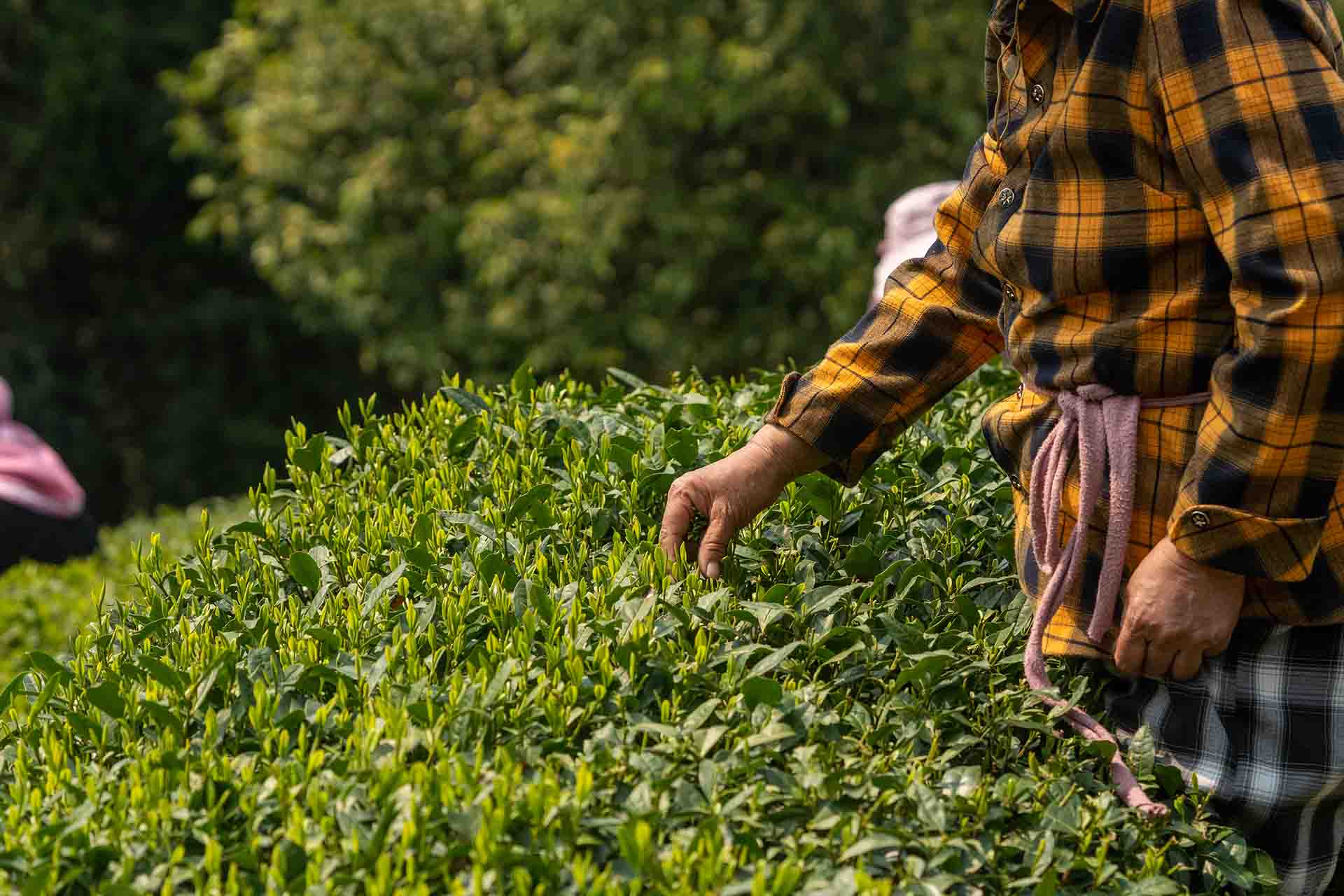 A hand reaches toward tender shoots among glossy leaves