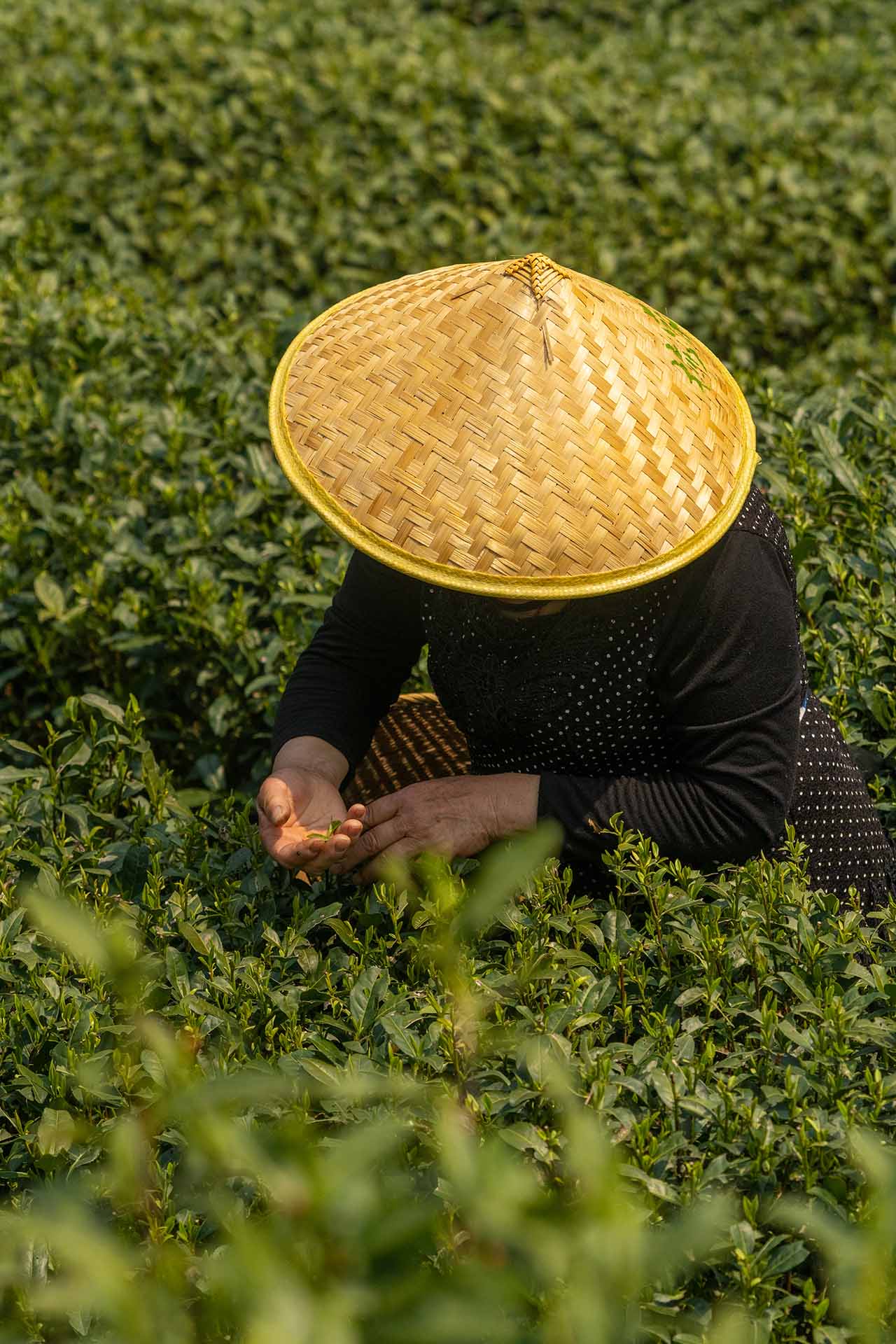 A lone picker bends over the plants in Meijiawu Town.