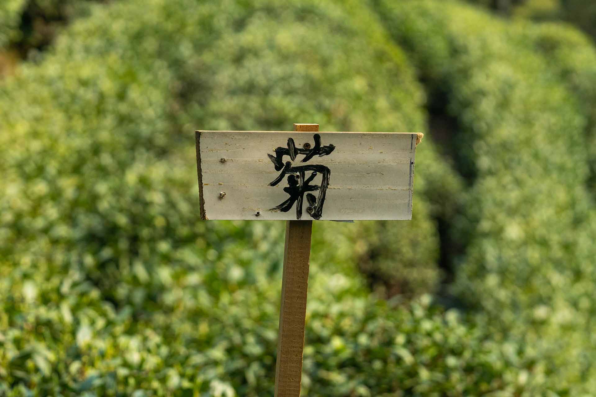 A wooden sign planted between tea bushes names the variety with a single Chinese character